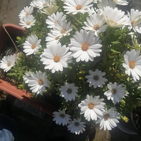 فندق مبيت وإفطار Il Corallo Azzurro