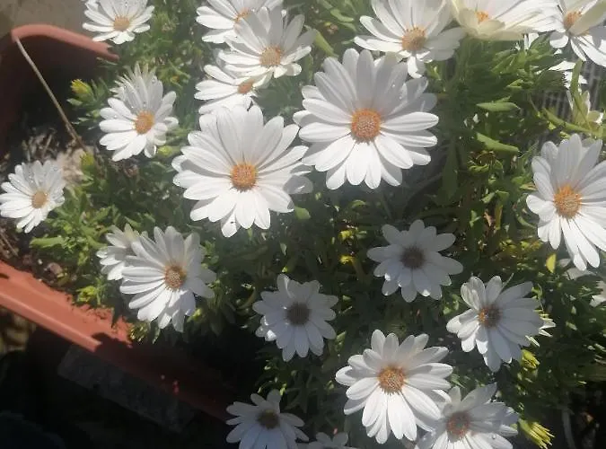 Alojamento de Acomodação e Pequeno-almoço Il Corallo Azzurro